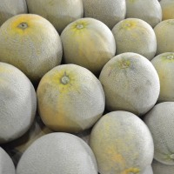 MELON - 20 KG